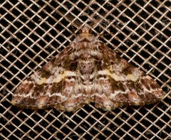 Alcis praevariegata