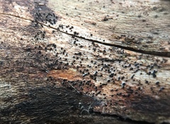 Durella melanochlora