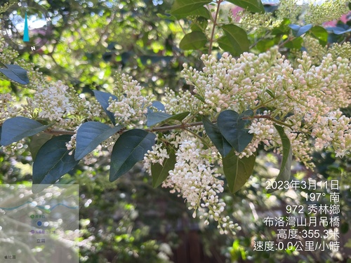 Ligustrum liukiuense