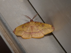 Heterolocha pyreniata