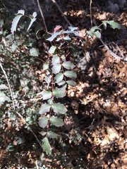 Berberis swaseyi