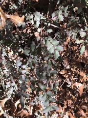 Berberis swaseyi