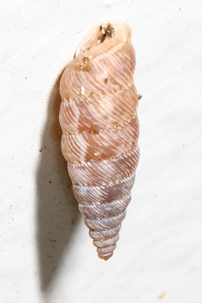 pontiff urocoptid