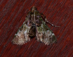 Termioptycha