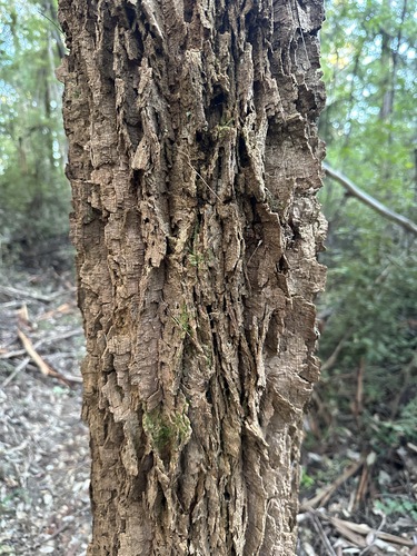 karri she-oak (Allocasuarina decussata)