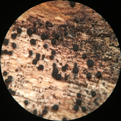 Durella melanochlora