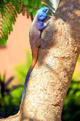 Acanthocercus branchi