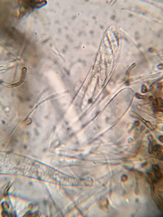 Durella melanochlora