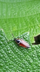 Pseudomops neglectus