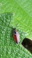 Pseudomops neglectus