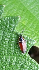 Pseudomops neglectus