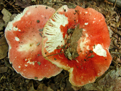 Russula pulchra