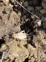 Gryllus lineaticeps
