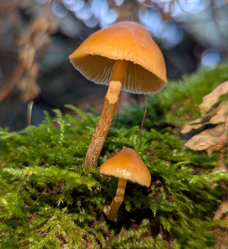 Galerina marginata · November 2025 · photo: © benkeen (iNaturalist, cc0)