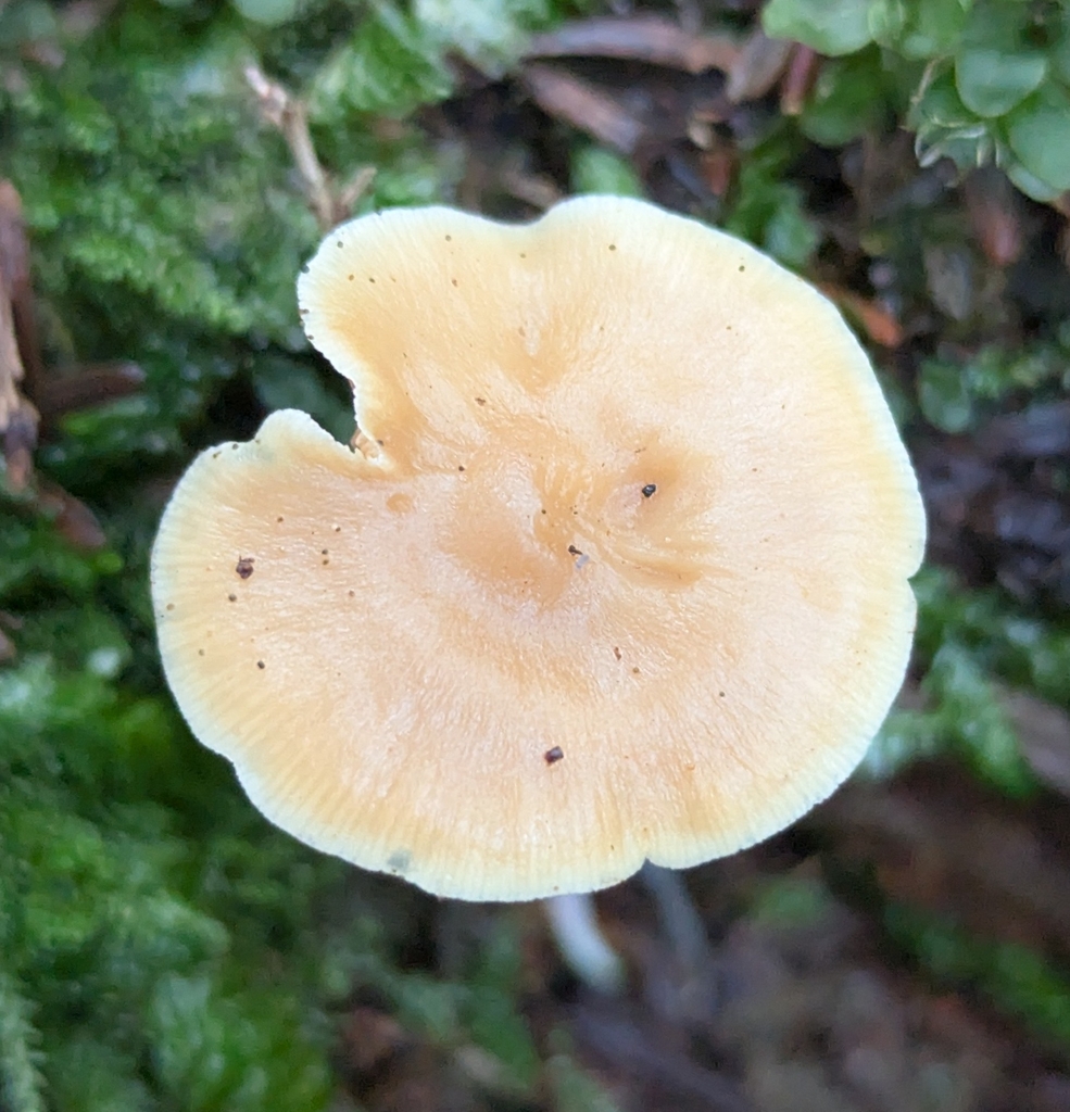Galerina mammillata