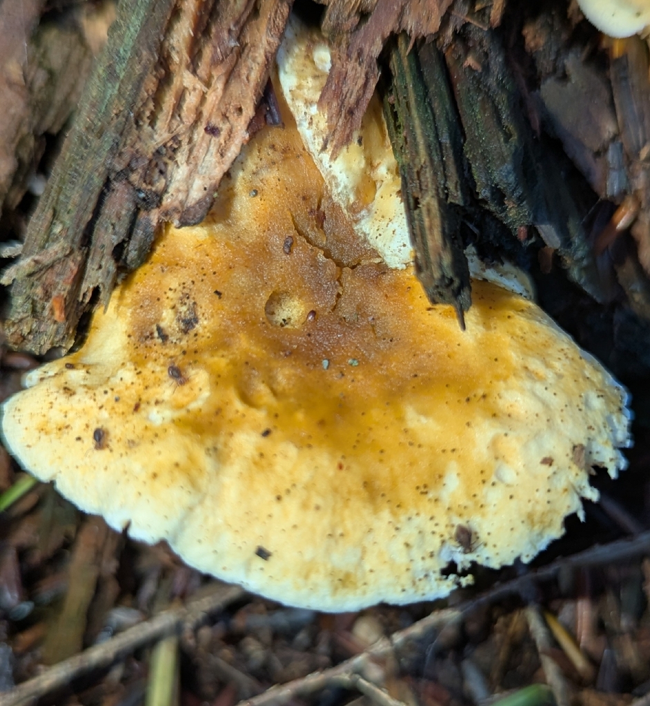 Hygrophoropsis aurantiaca · November 2025 · photo: © benkeen (iNaturalist, cc0)