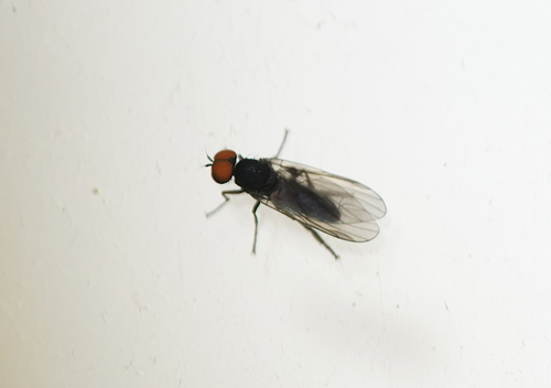 Unknown species found near Lynnhaven House, Virginia Beach, VA 23455, USA