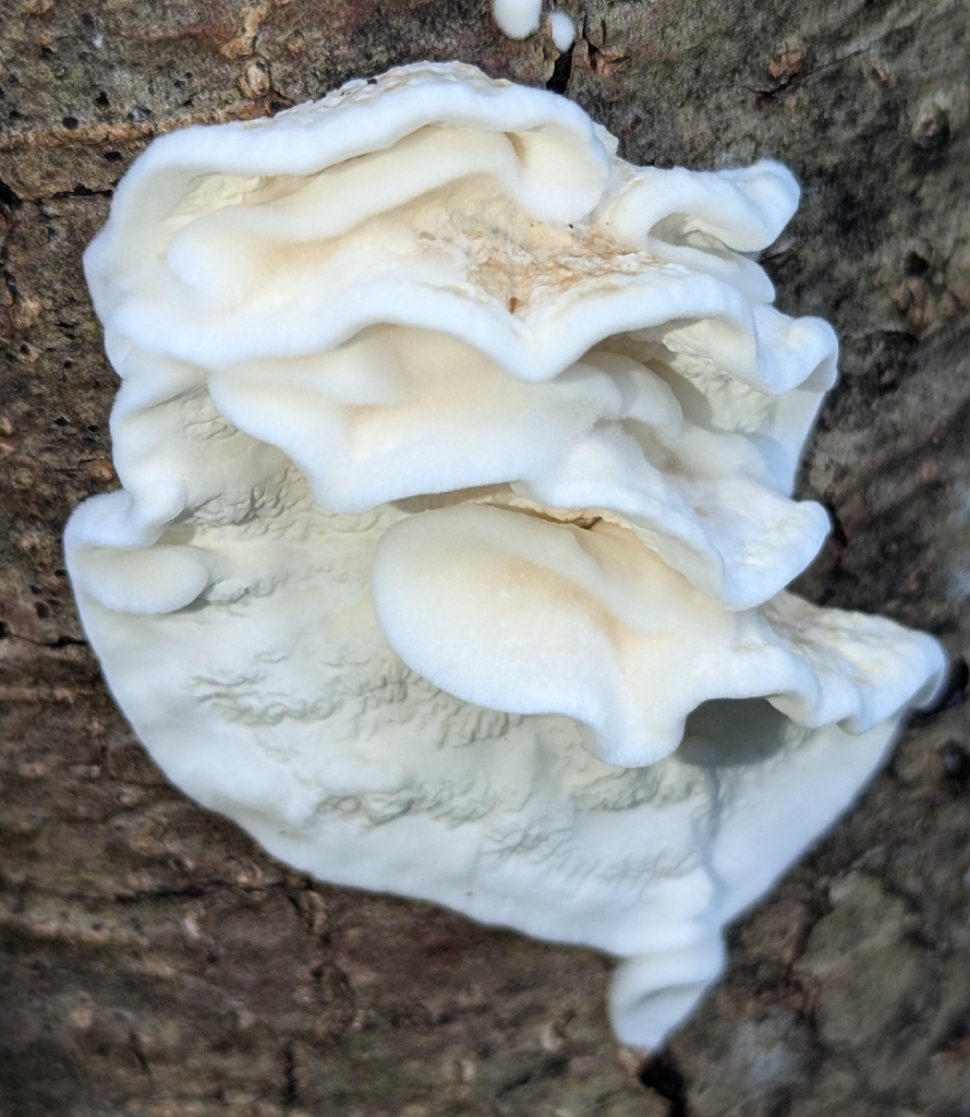 Plicatura nivea · November 2025 · photo: © benkeen (iNaturalist, cc0)