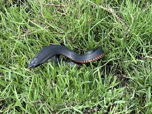 Red-bellied Black Snake sighting