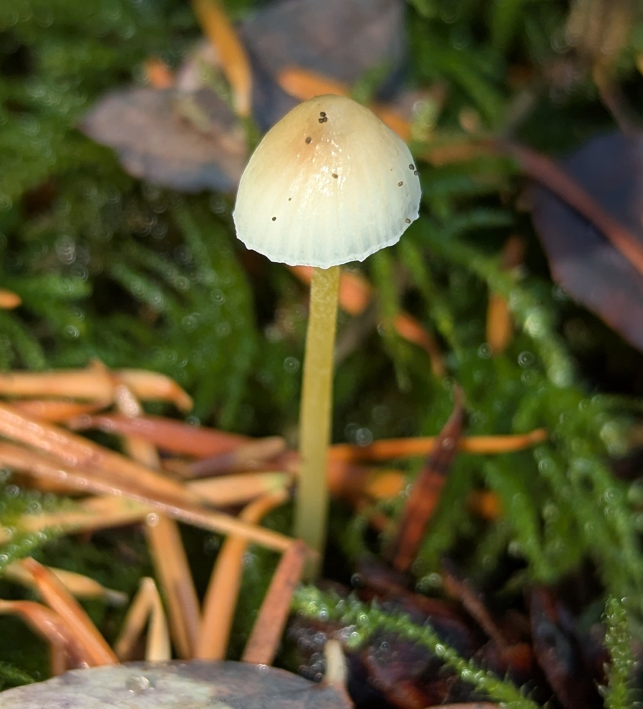 Mycena epipterygia · November 2025 · photo: © benkeen (iNaturalist, cc0)