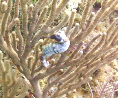 Hippocampus reidi
