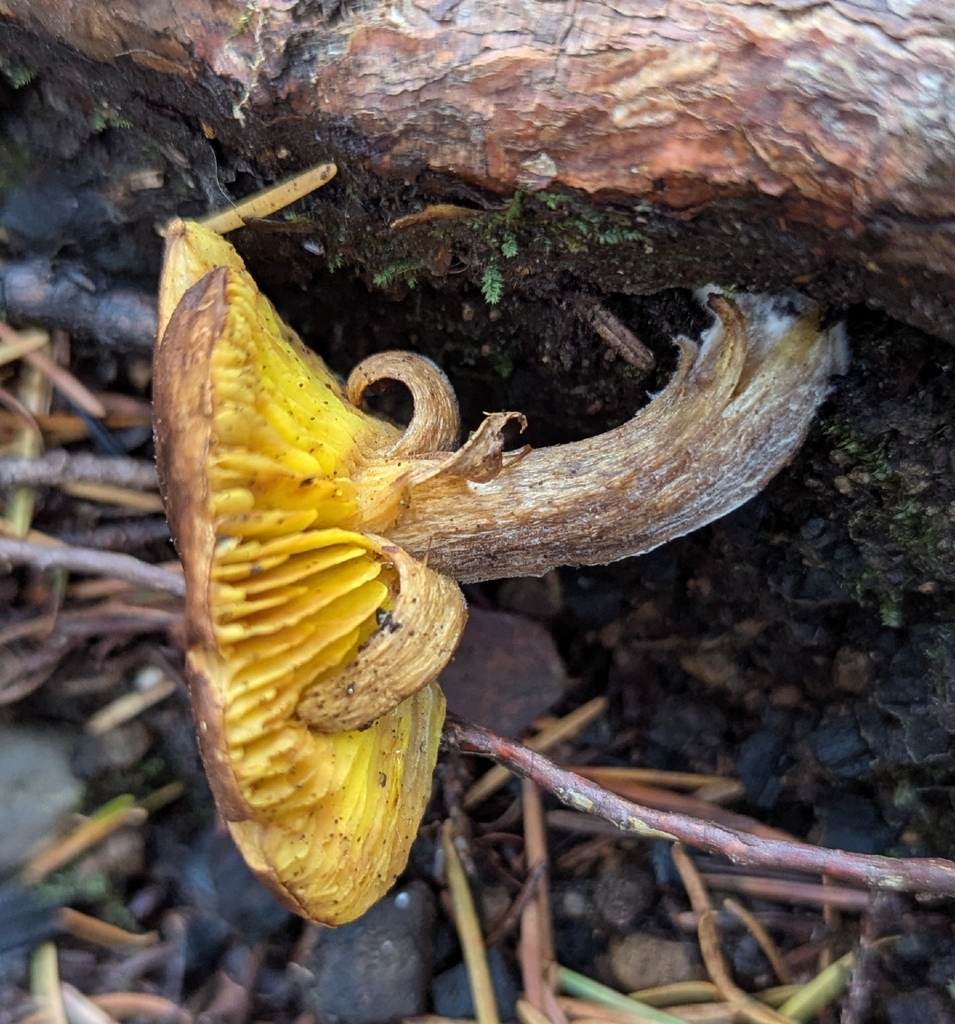 Phylloporus arenicola