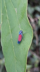 Cardioscarta flavifrons