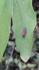 Cardioscarta flavifrons