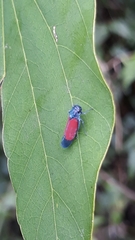 Cardioscarta flavifrons