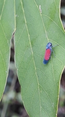 Cardioscarta flavifrons