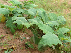 Solanum sessiliflorum