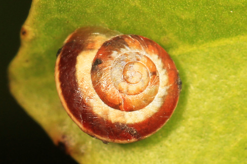 Helicina clappi