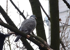 Columba palumbus