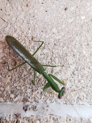 Stagmomantis fraterna