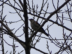Turdus iliacus