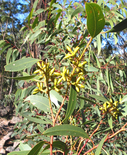 Eucalyptus pumila
