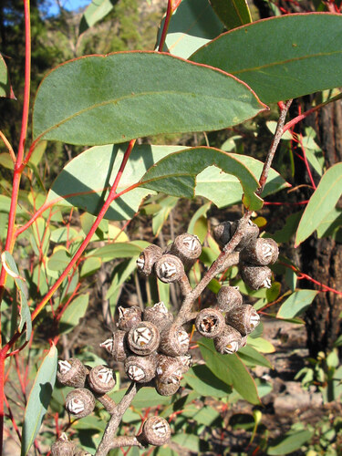 Eucalyptus pumila, photograph 2