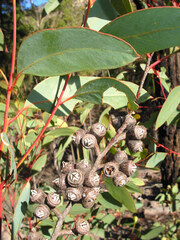 Eucalyptus pumila, photograph (c) Lachlan Copeland, some rights reserved (CC BY-SA)