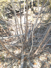 Eucalyptus pumila, photograph (c) Lachlan Copeland, some rights reserved (CC BY-SA)