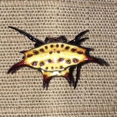 Gasteracantha curvispina
