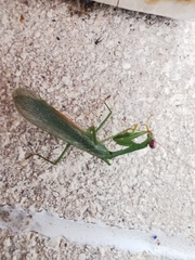 Stagmomantis fraterna