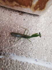 Stagmomantis fraterna