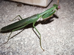 Stagmomantis fraterna