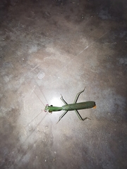 Stagmomantis fraterna