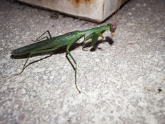 Stagmomantis fraterna