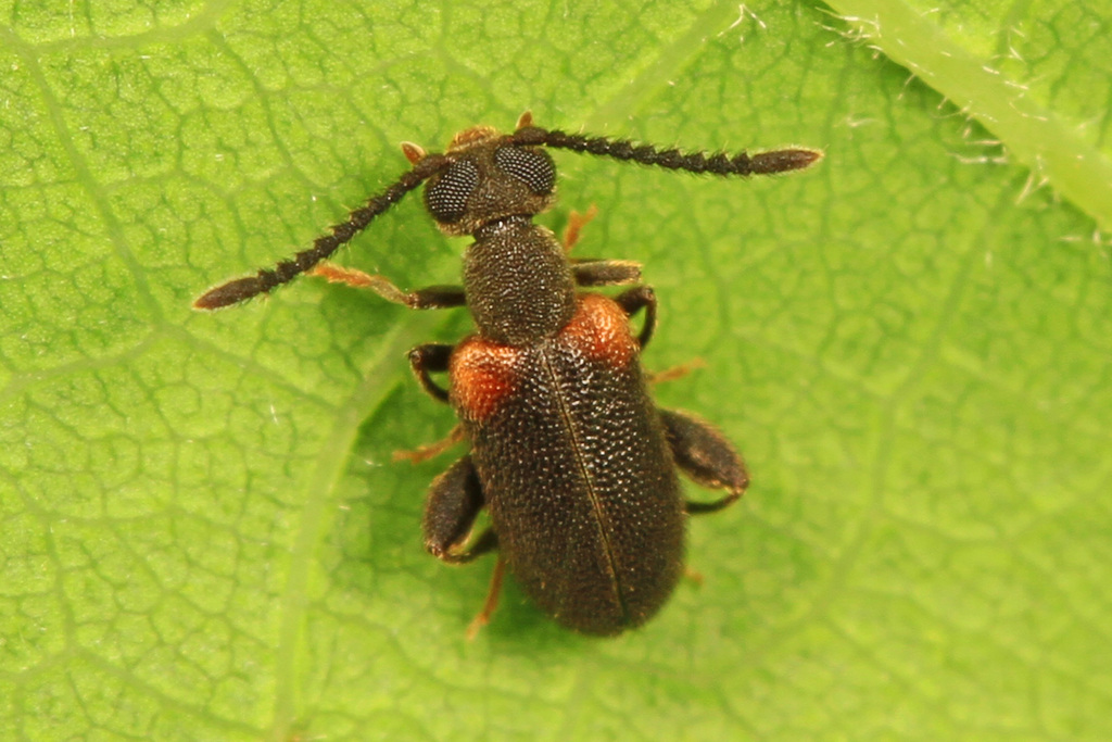 Elonus basalis