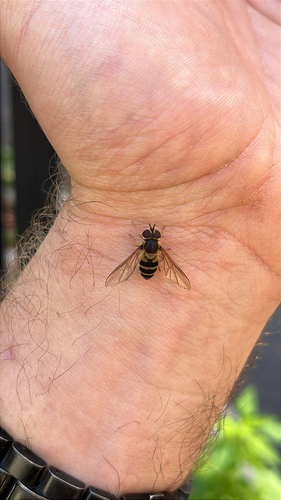 Unknown species found near Pryor Rd, Thurmont, MD, US
