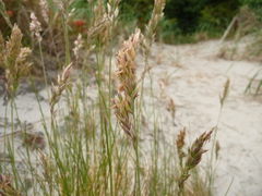 Poa macrantha