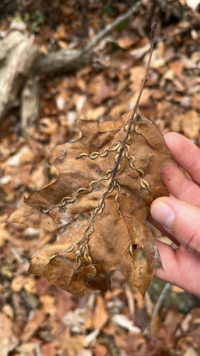 Unknown species found near Blue Trail, Street, MD, US