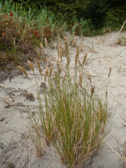 Poa macrantha